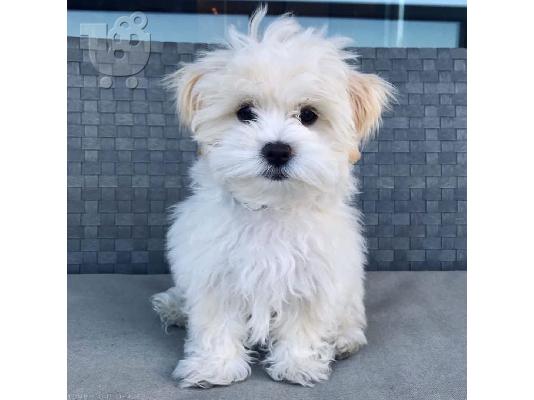 Maltese Puppies